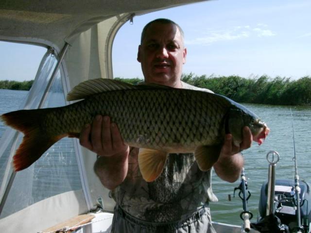 delta rosu 2012 - 267430.jpg